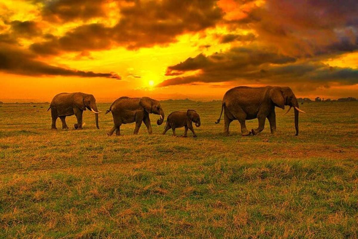 a group of elephants walking in a field at sunset