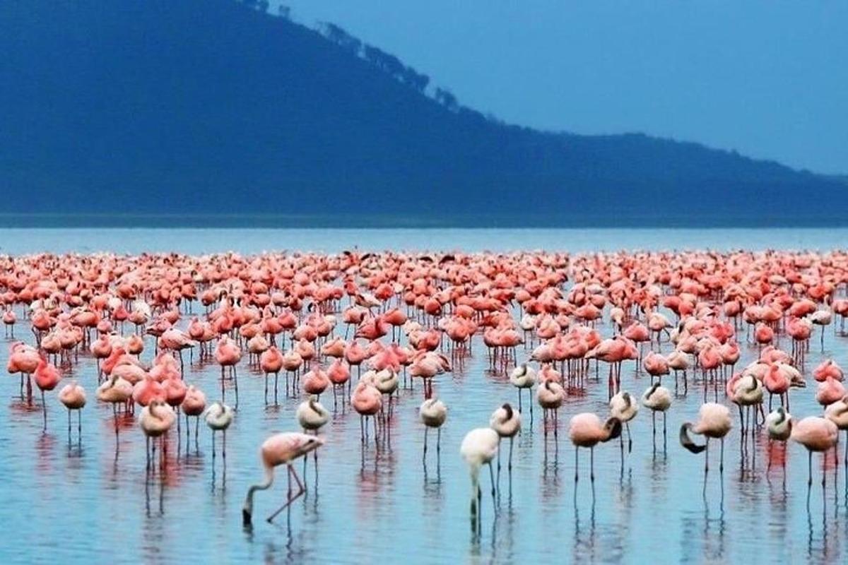 um grande bando de flamingos cor-de-rosa parados na água