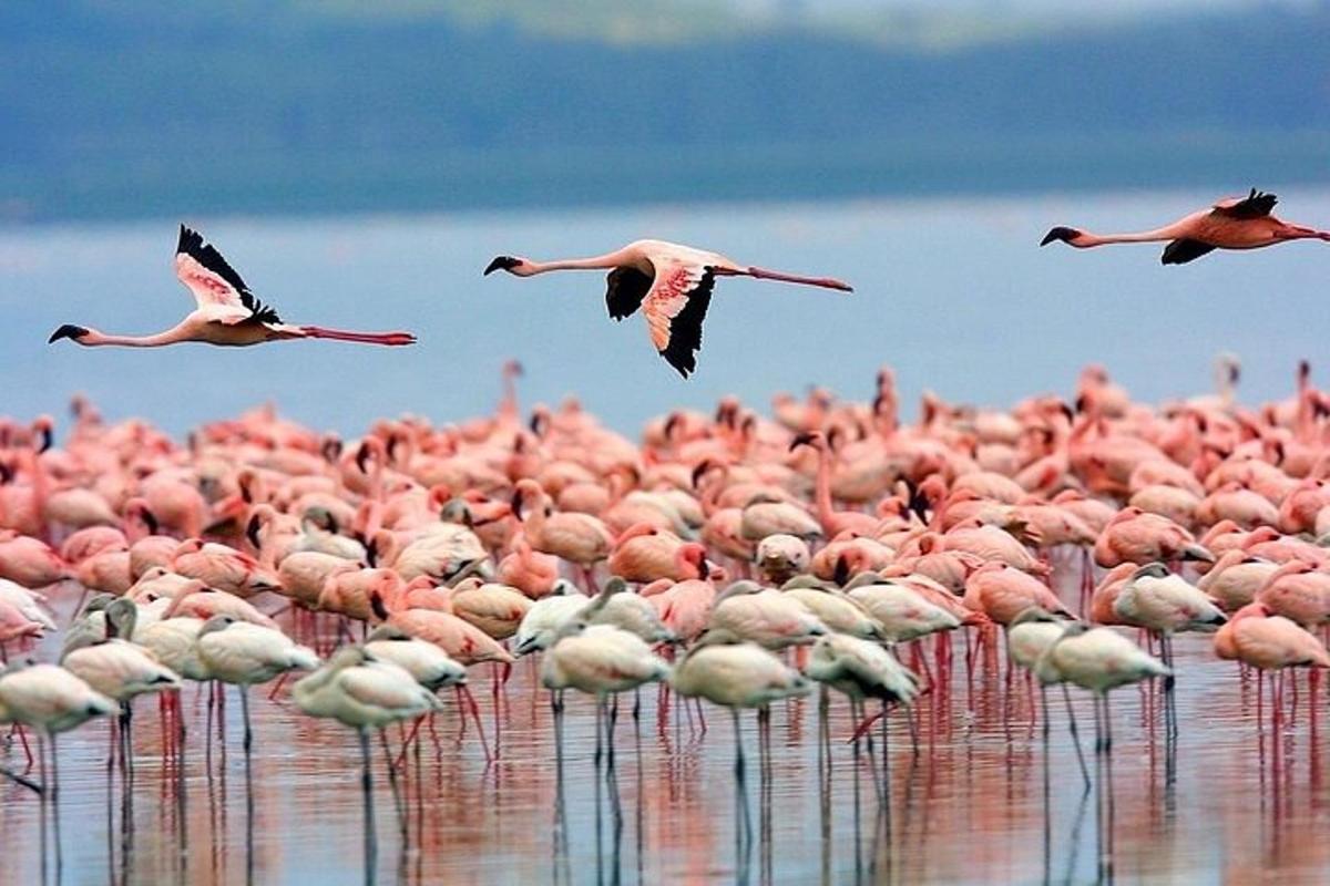 Hópur af bleikum flamingóum í vatninu