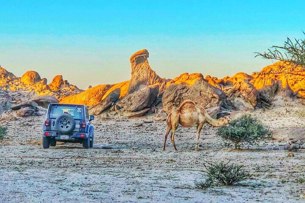 a camel standing next to a jeep in the desert