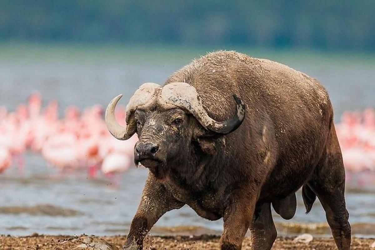 seekor kerbau berjalan di pantai dengan flamingo di latar belakang