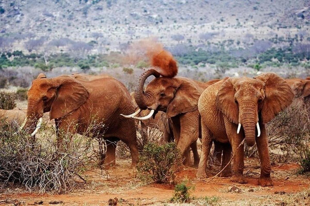 a group of elephants standing in a field