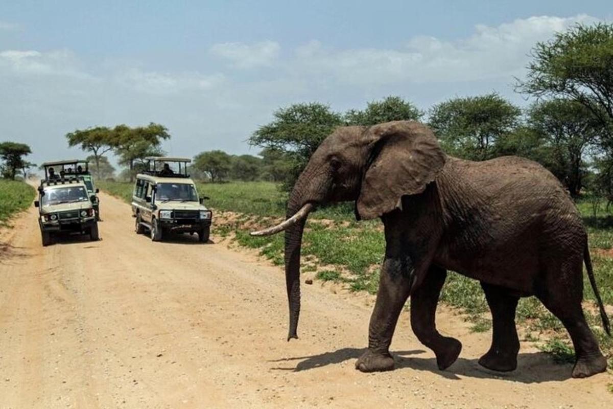 un elefant traversând un drum de pământ în fața vehiculelor