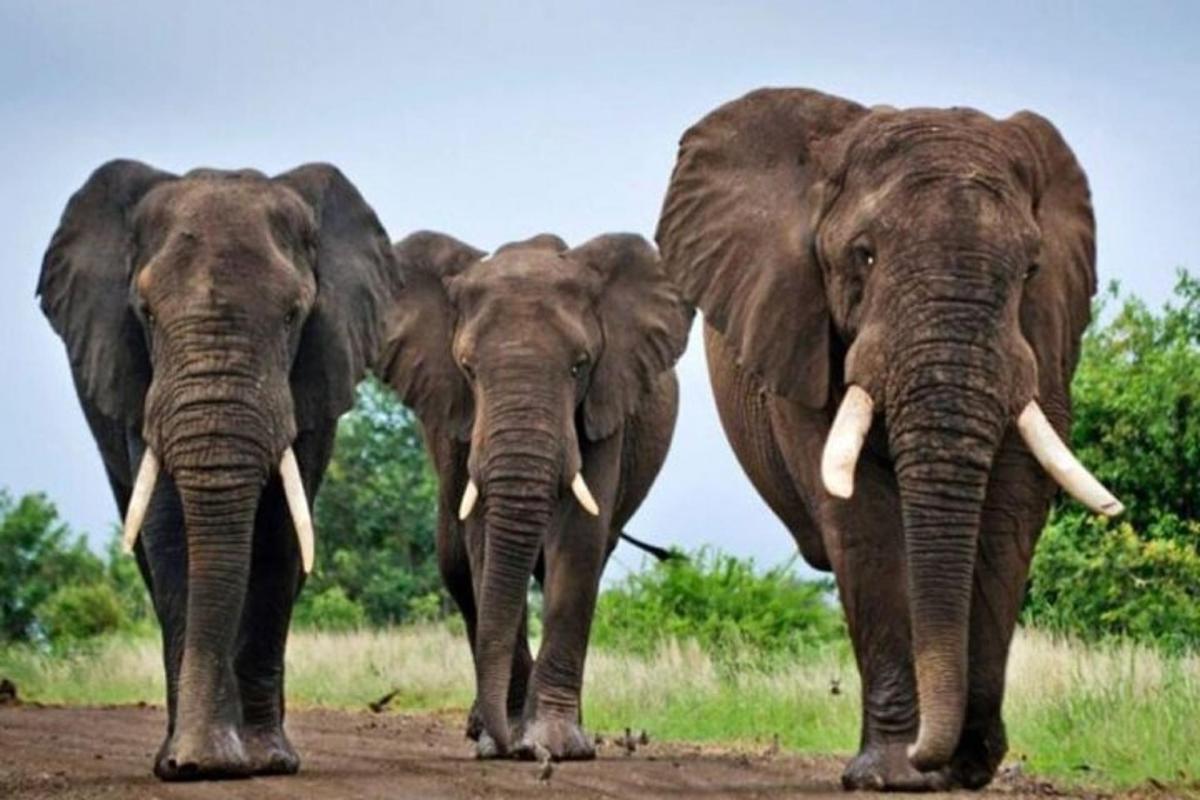 a group of three elephants walking down a dirt road