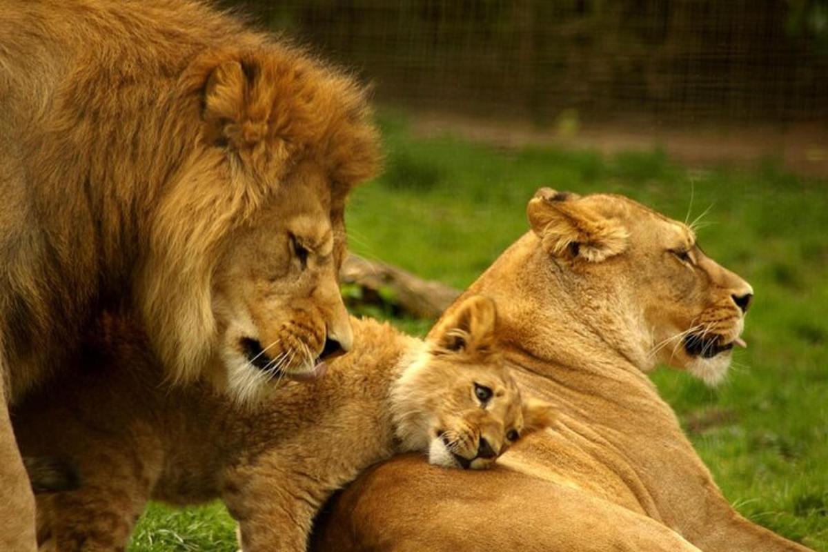 una coppia di leoni sdraiati sull'erba