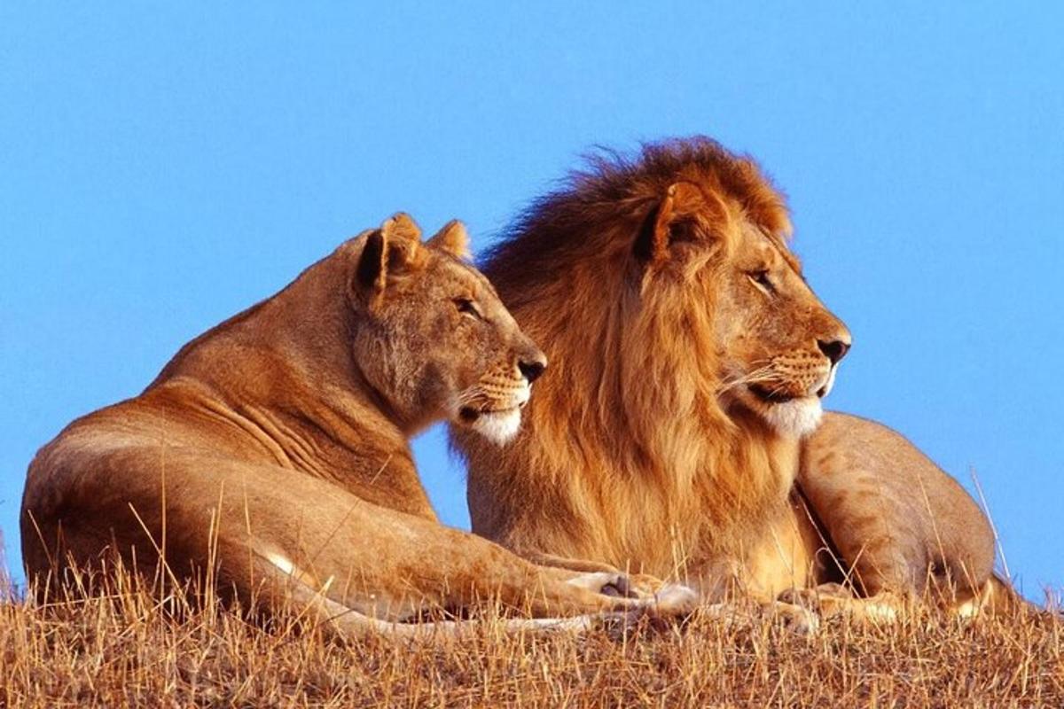 due leoni sdraiati nell'erba alta