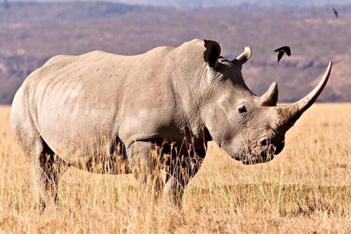 un rinoceronte in piedi in un campo con un uccello