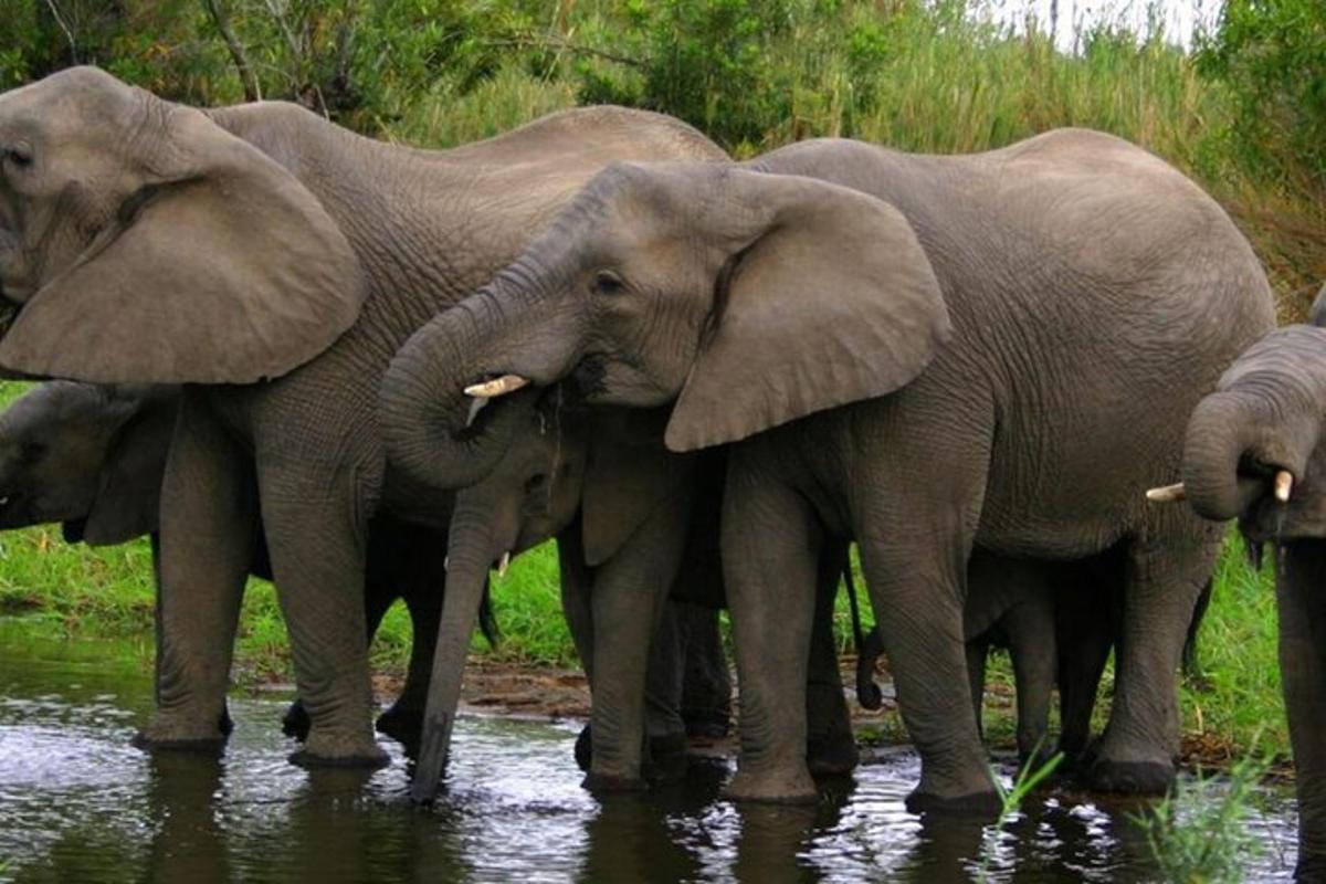 sekumpulan gajah berdiri di dalam air