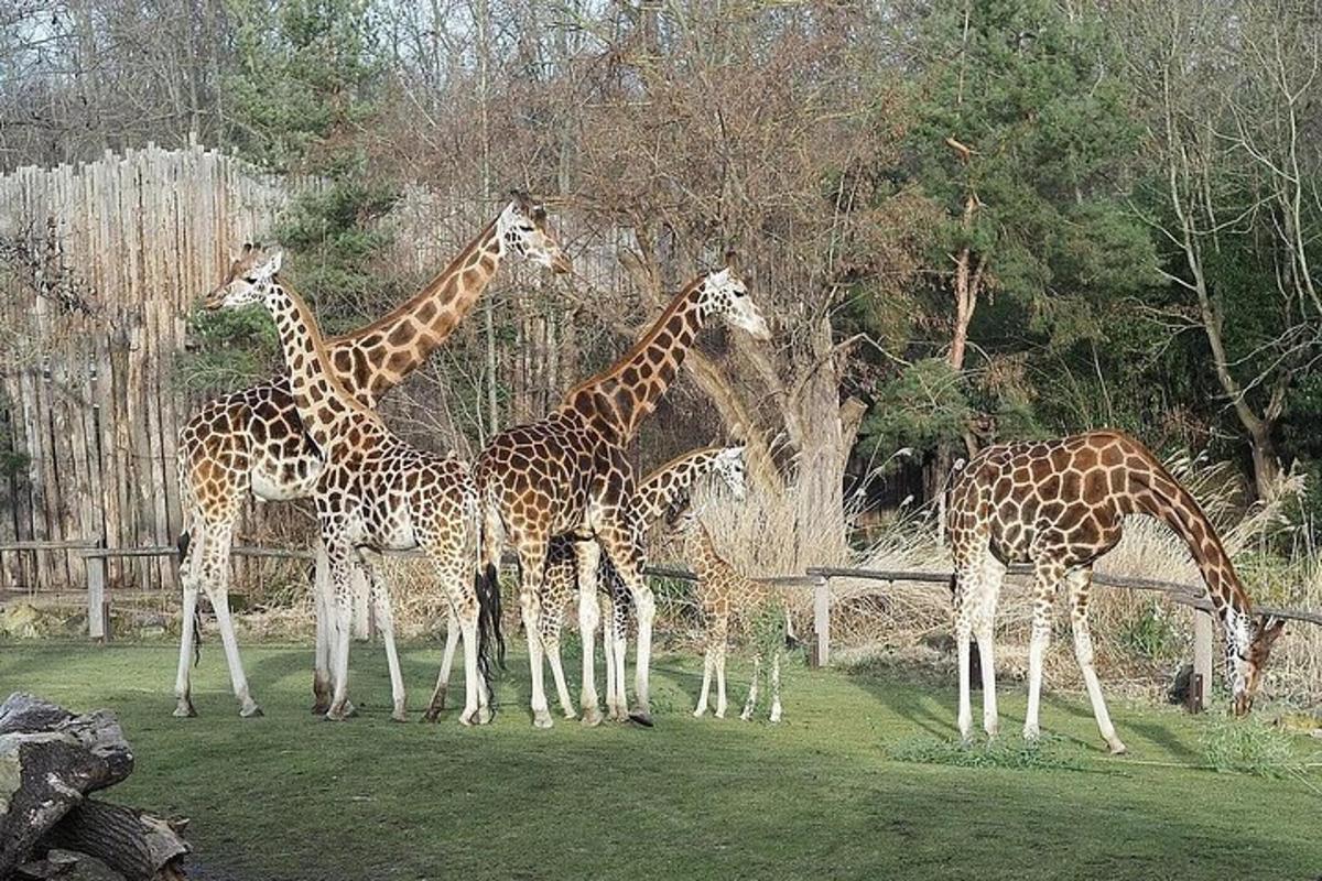 Un grupo de jirafas de pie en un campo