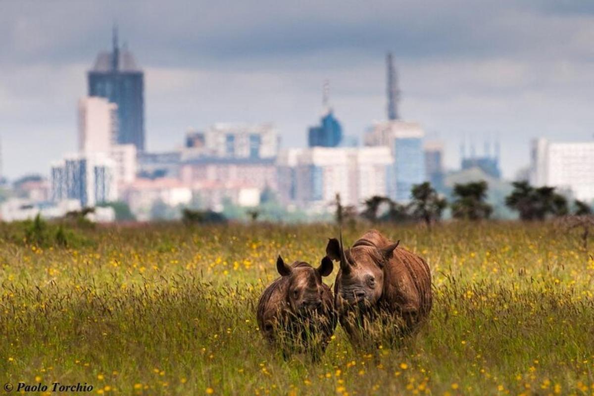 Dos animales de pie en un campo de hierba con una ciudad.