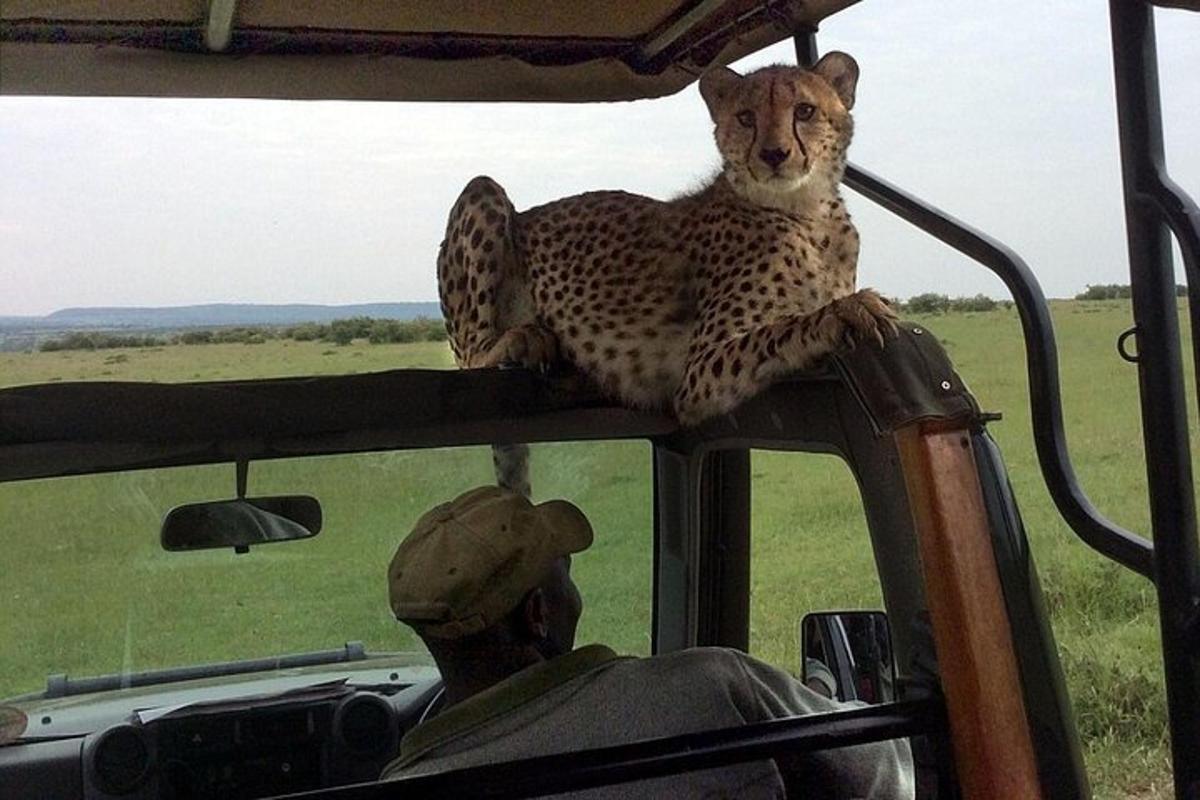 gepard, ki sedi na robu vozila