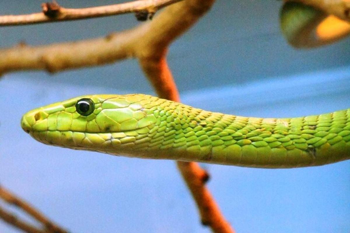 una serpiente verde sentada en la rama de un árbol