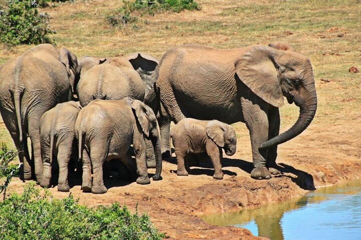 uma manada de elefantes em pé ao lado de um poço de água