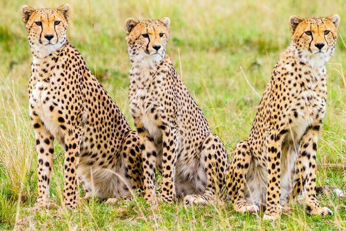 Un grupo de cuatro guepardos sentados en un campo