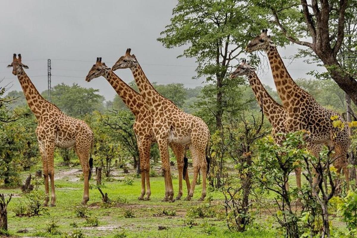 um grupo de girafas em pé em um campo