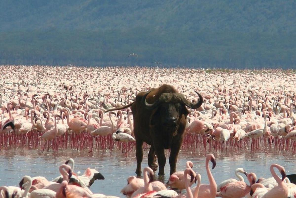 suur roosade flamingode parv seisab vees