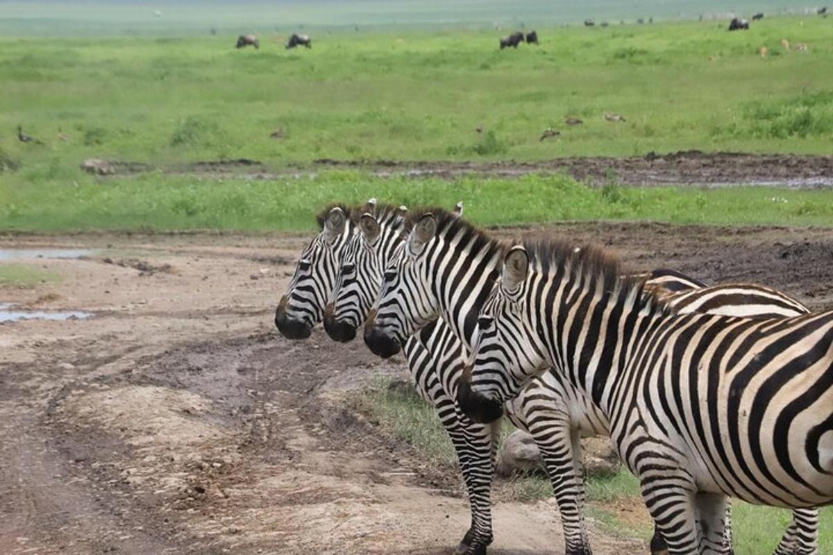 un gruppo di zebre in piedi su una strada sterrata