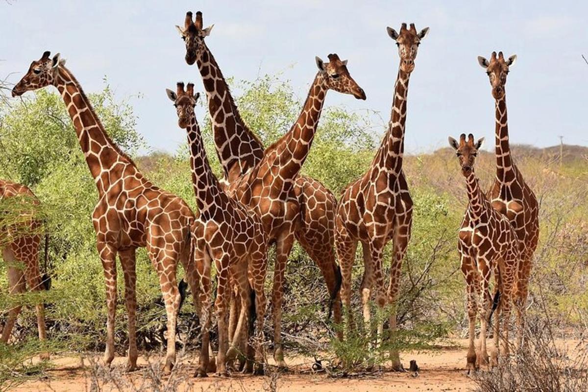 a group of giraffes standing in a field