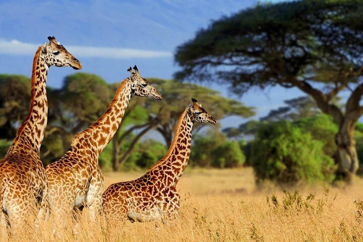 a group of giraffes standing in a field