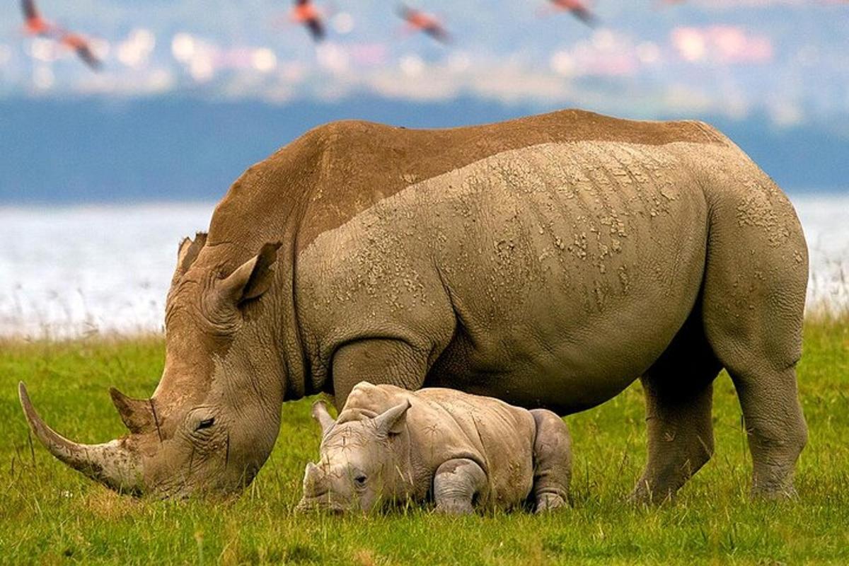 un grande rinoceronte e un cucciolo di rinoceronte in piedi in un campo