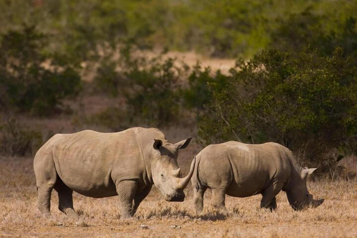 dois rinocerontes parados um ao lado do outro em um campo