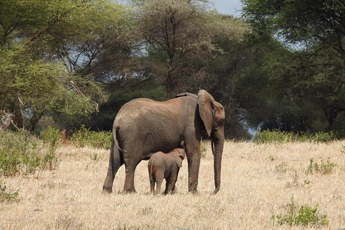 seekor bayi gajah berdiri di samping seekor gajah dewasa
