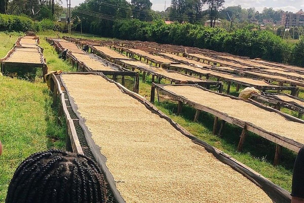 a person looking at a farm with rows of tables