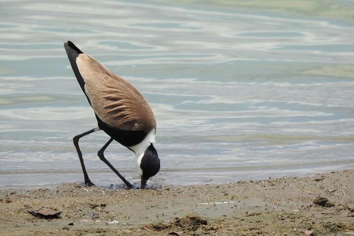 水辺の近くの浜辺に立つ鳥