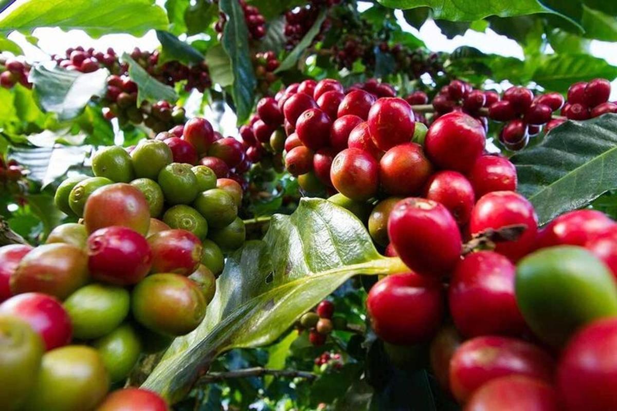 a bunch of red and green fruits on a tree