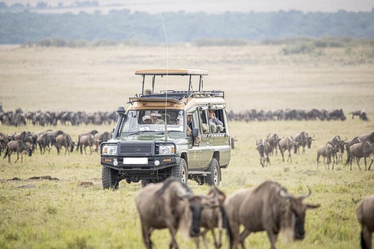 safariauto, mis sõidab läbi loomakarja