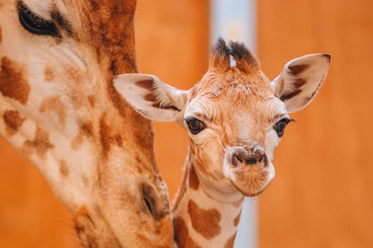 a baby giraffe standing next to an adult giraffe