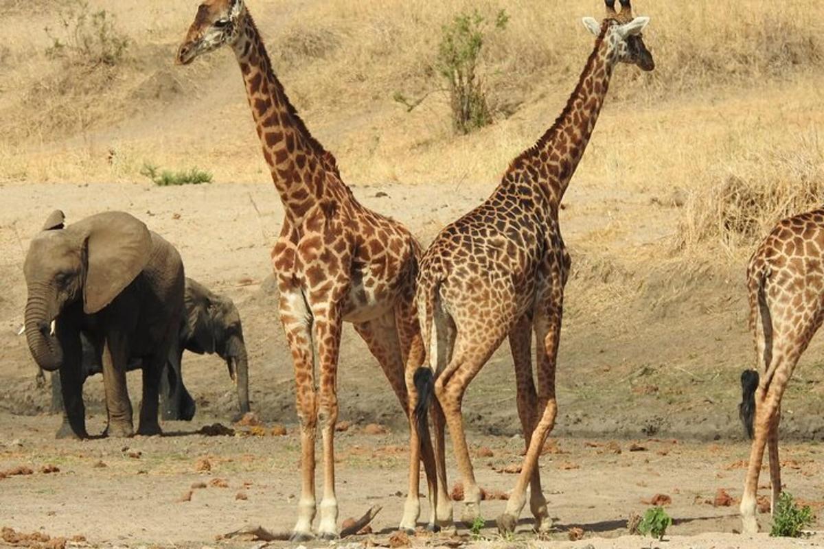 tres jirafas y un elefante en un campo