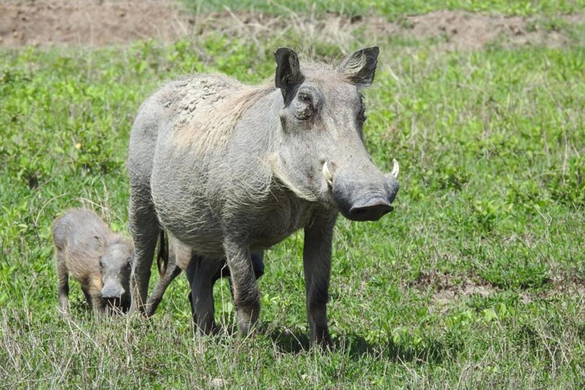 seekor sapi dan anaknya berdiri di ladang