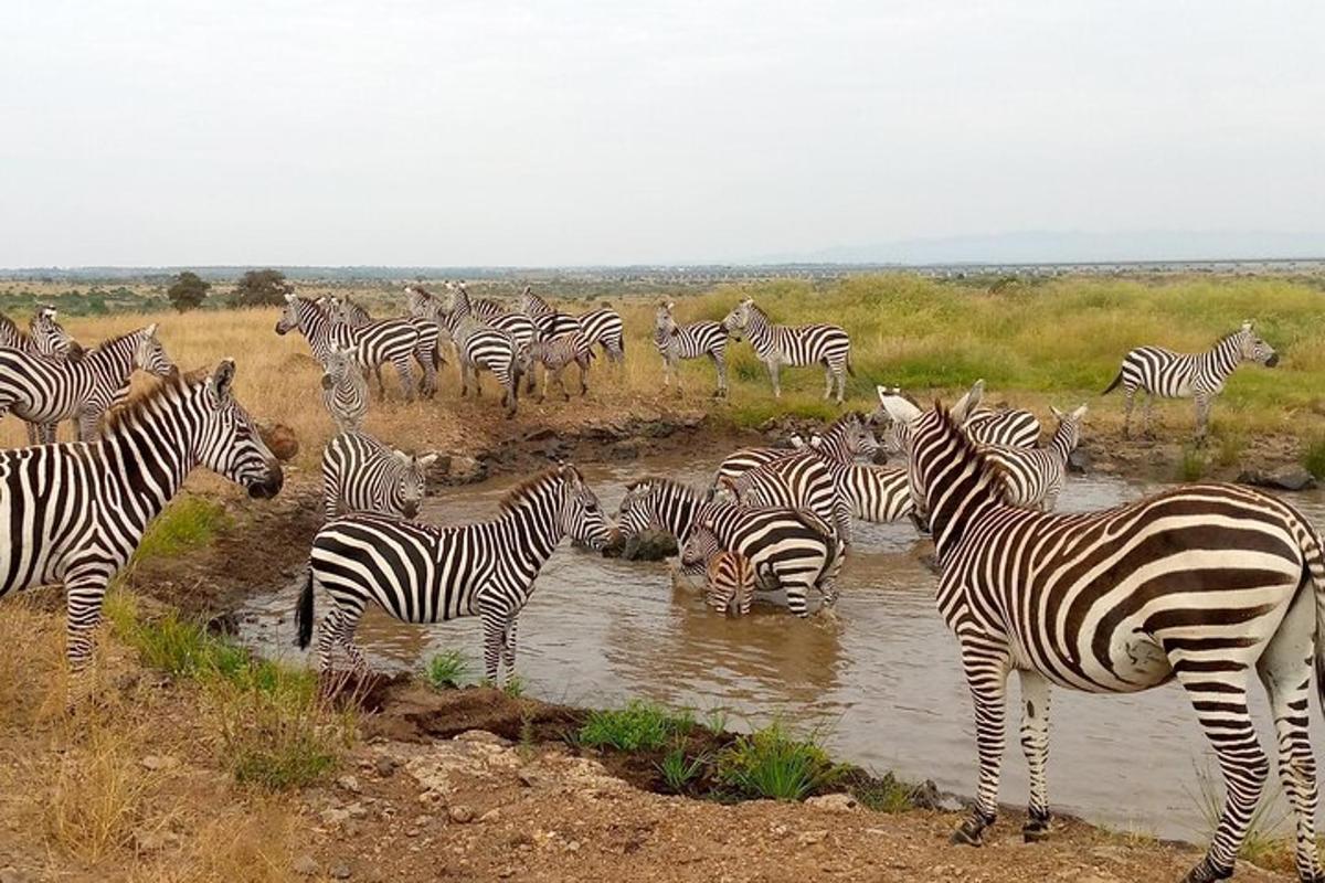 una mandria di zebre in piedi nell'acqua