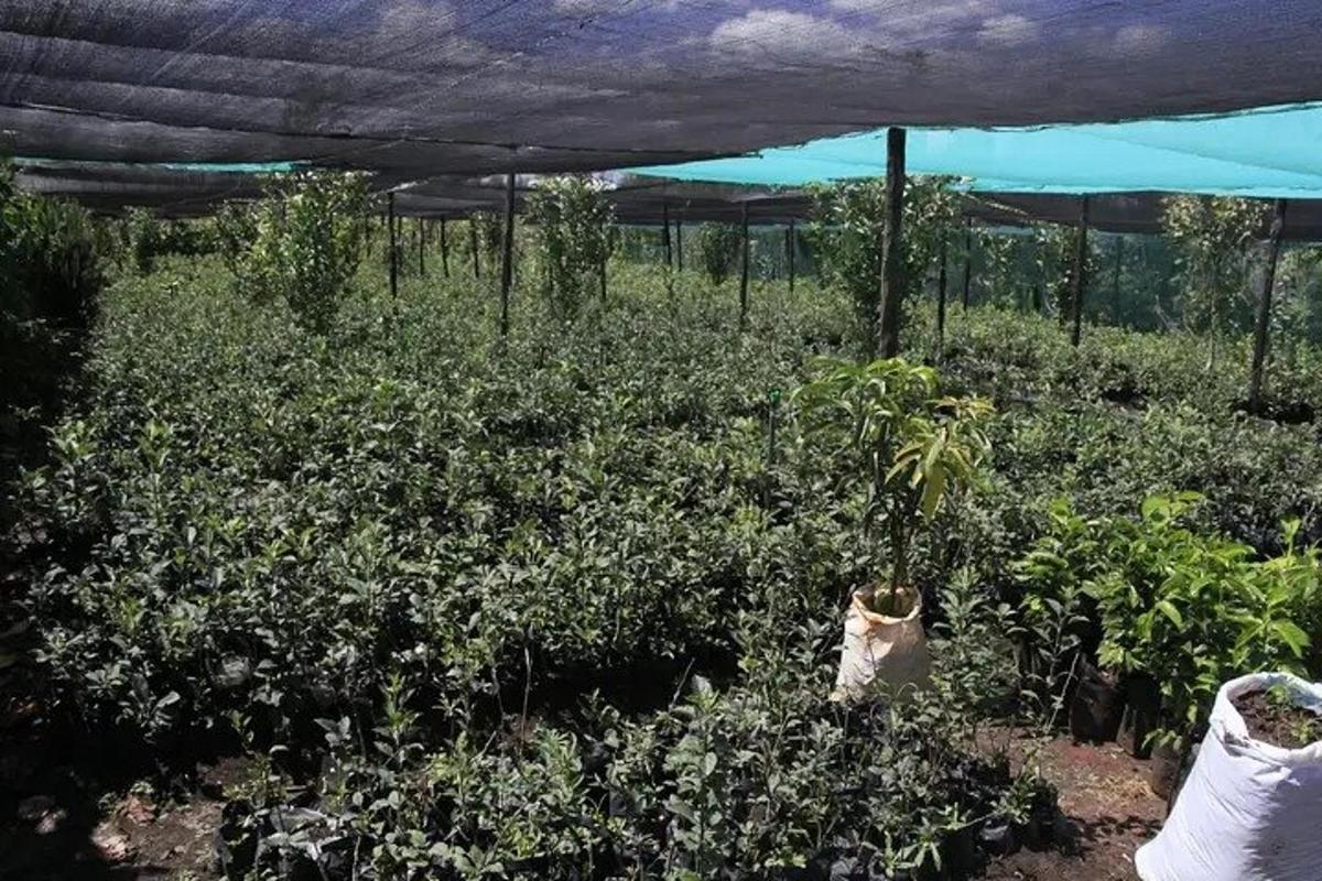un giardino con un mucchio di piante