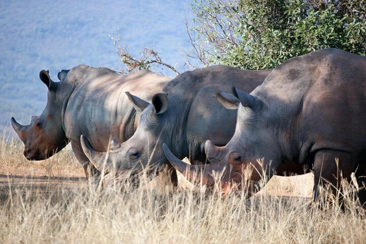 a group of three rhinos standing in the grass
