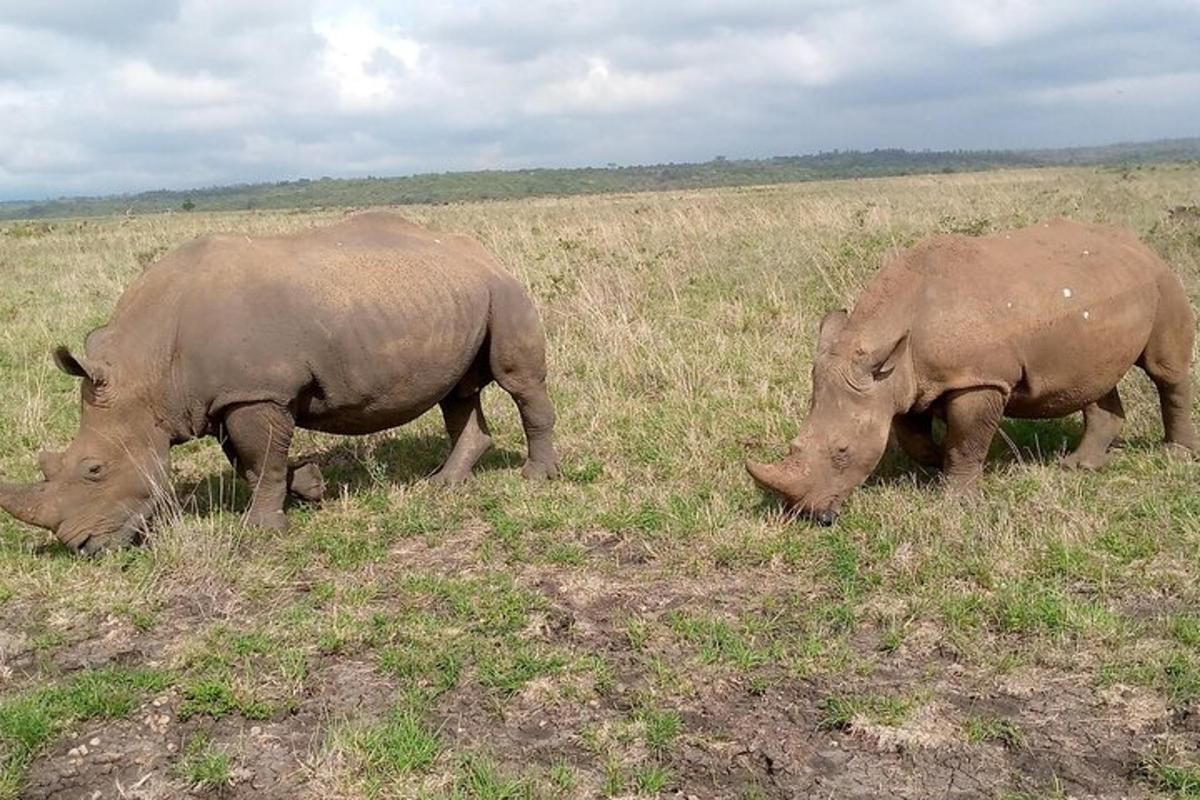due rinoceronti al pascolo in un campo d'erba