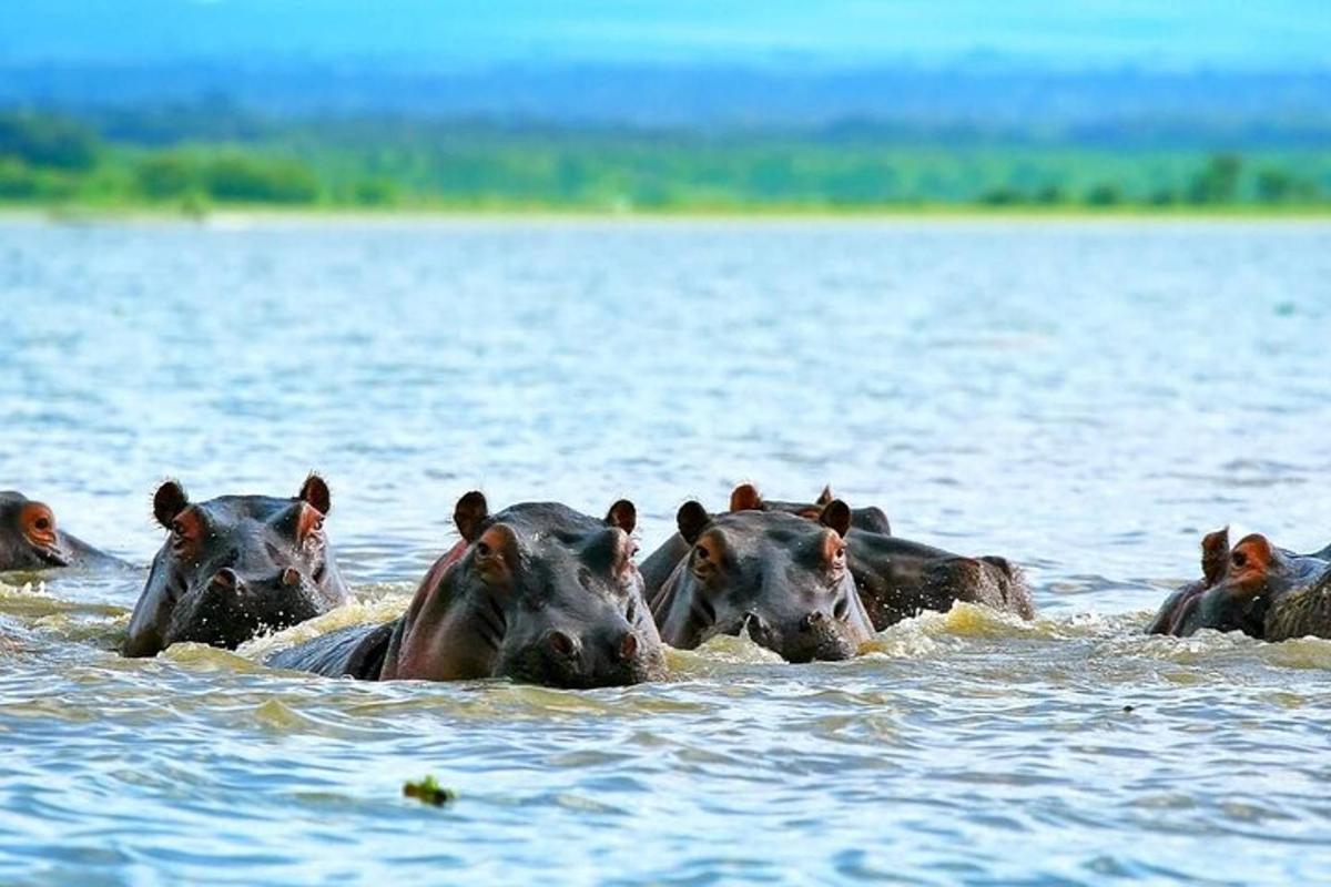 a group of hippos swimming in a body of water