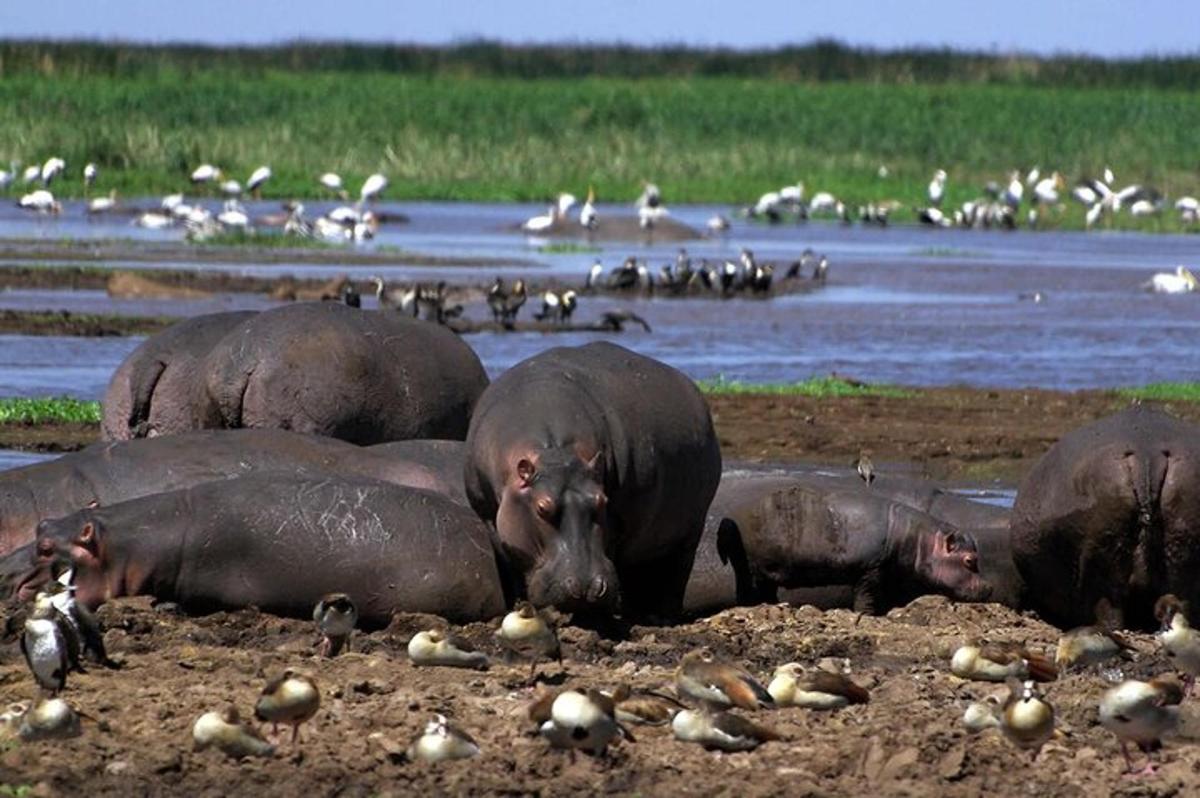 a group of hippos laying in the mud near the water