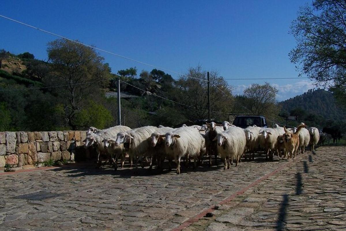 eine Schafherde, die eine Straße entlang läuft