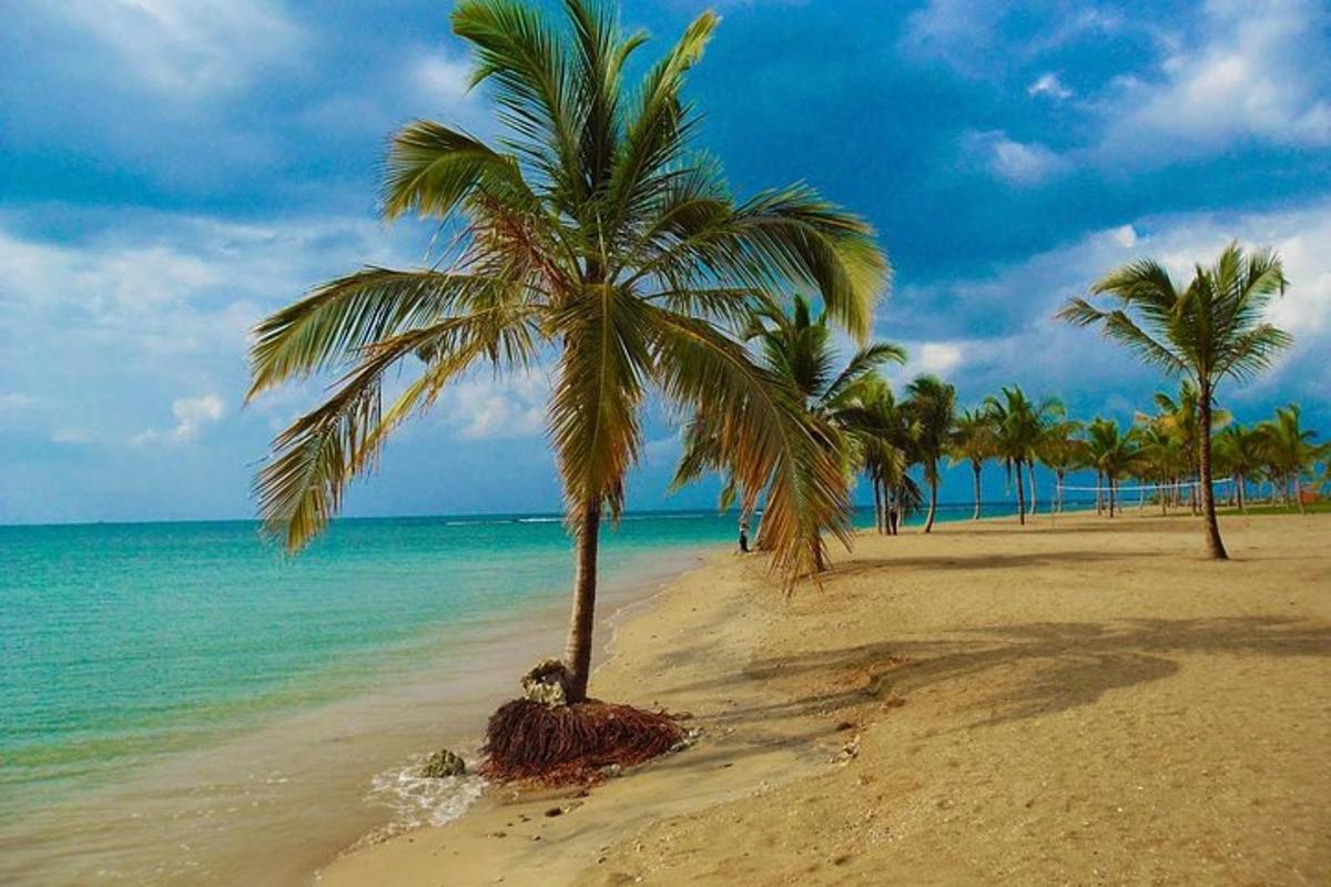 a palm tree on a beach with the ocean