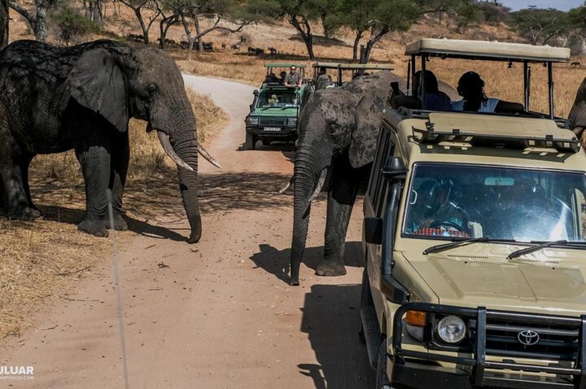 un grup de persones en un vehicle observant elefants en una carretera