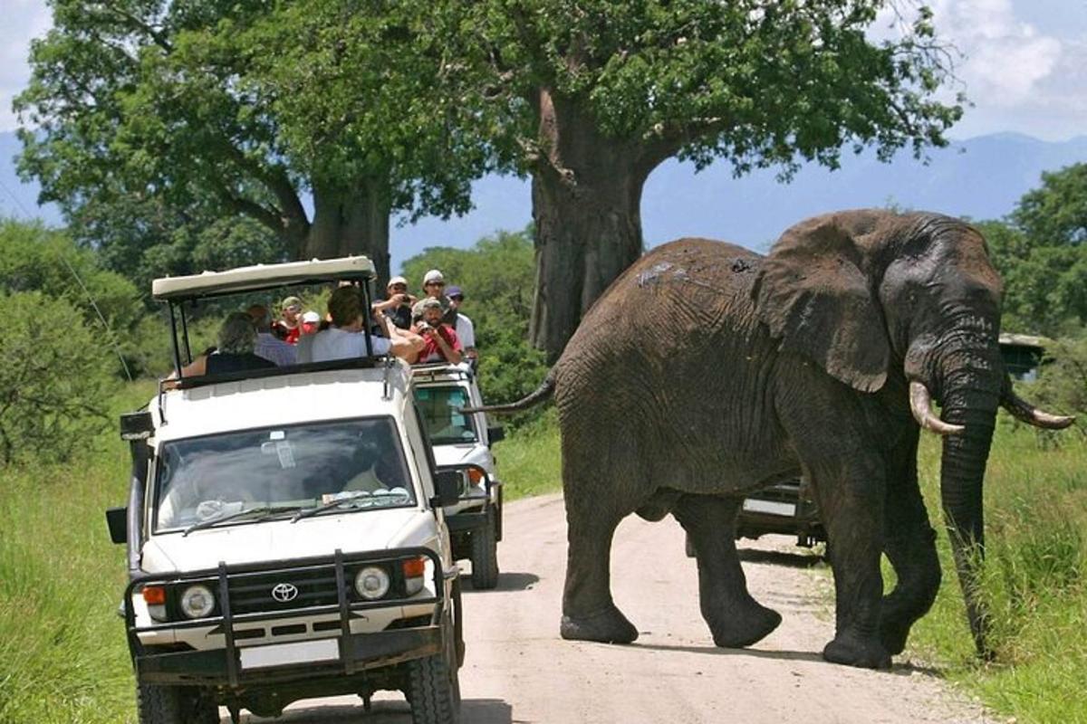 seekor gajah berjalan di sebatang jalan di sebelah trak