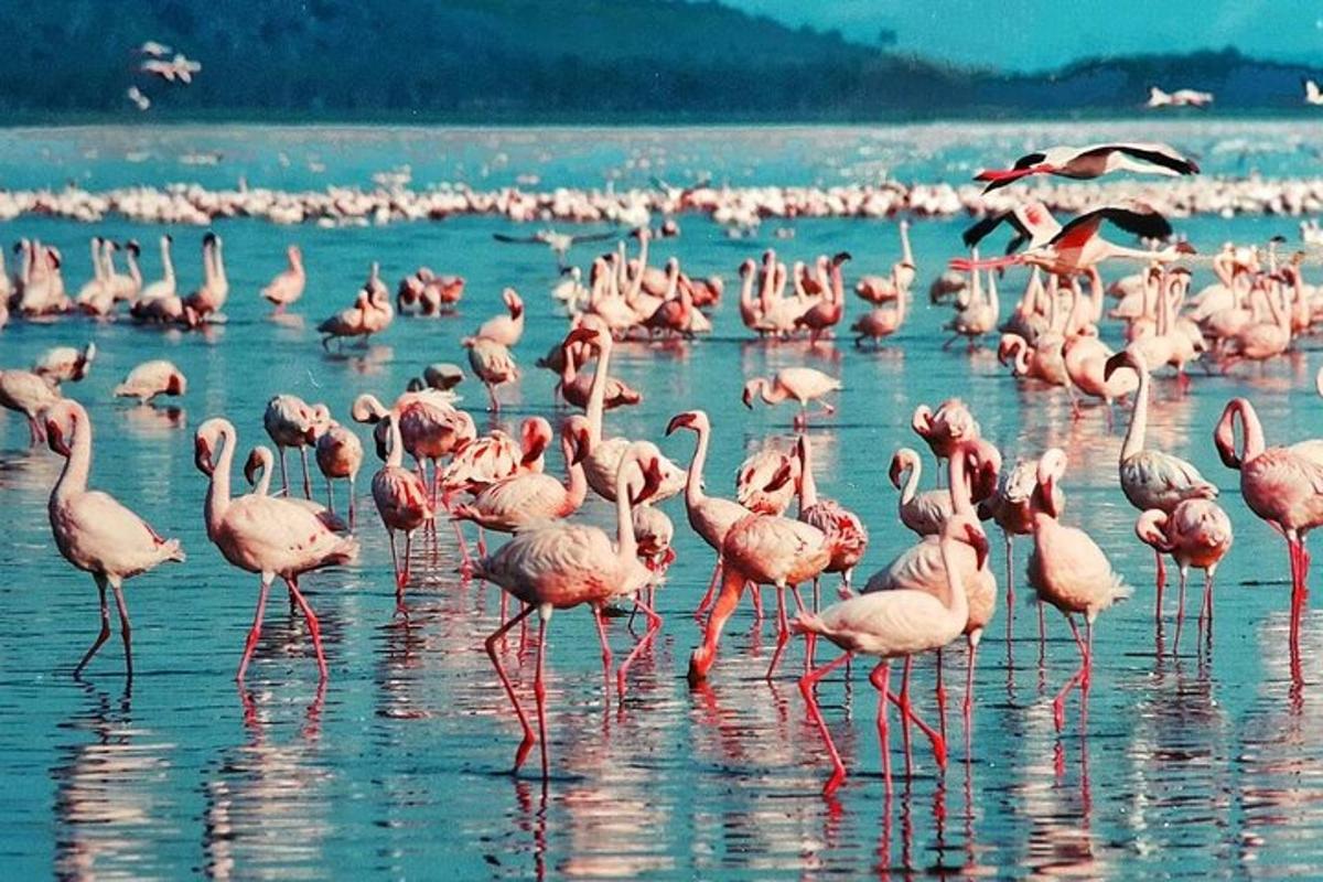 uno stormo di fenicotteri rosa in piedi nell'acqua