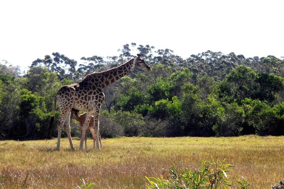 a giraffe standing in a field of grass