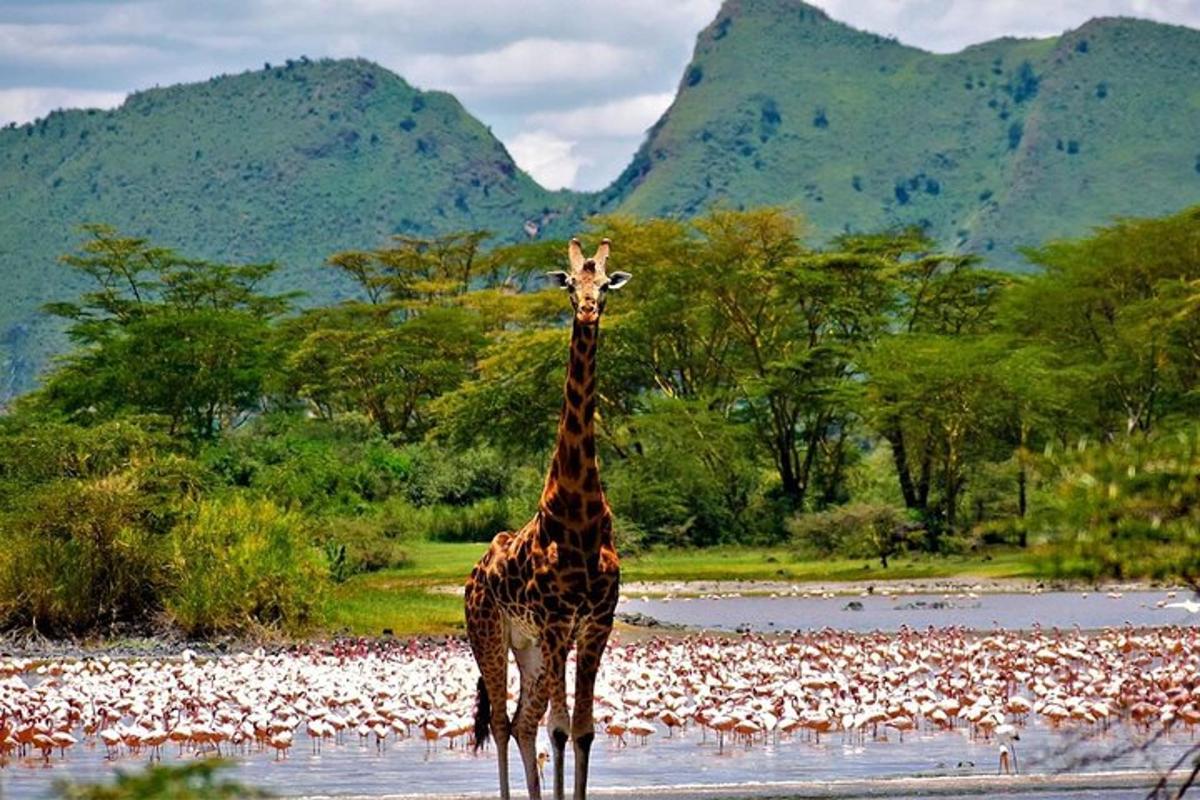 una giraffa in piedi nell'acqua con uno stormo di uccelli