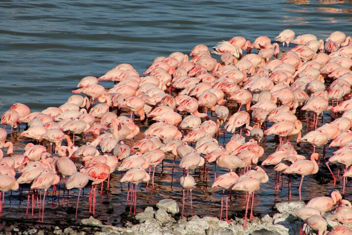 um bando de flamingos cor-de-rosa parados na água
