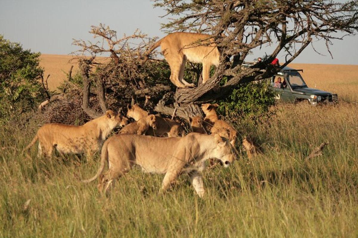 eine Gruppe Löwen steht im Gras neben einem Baum