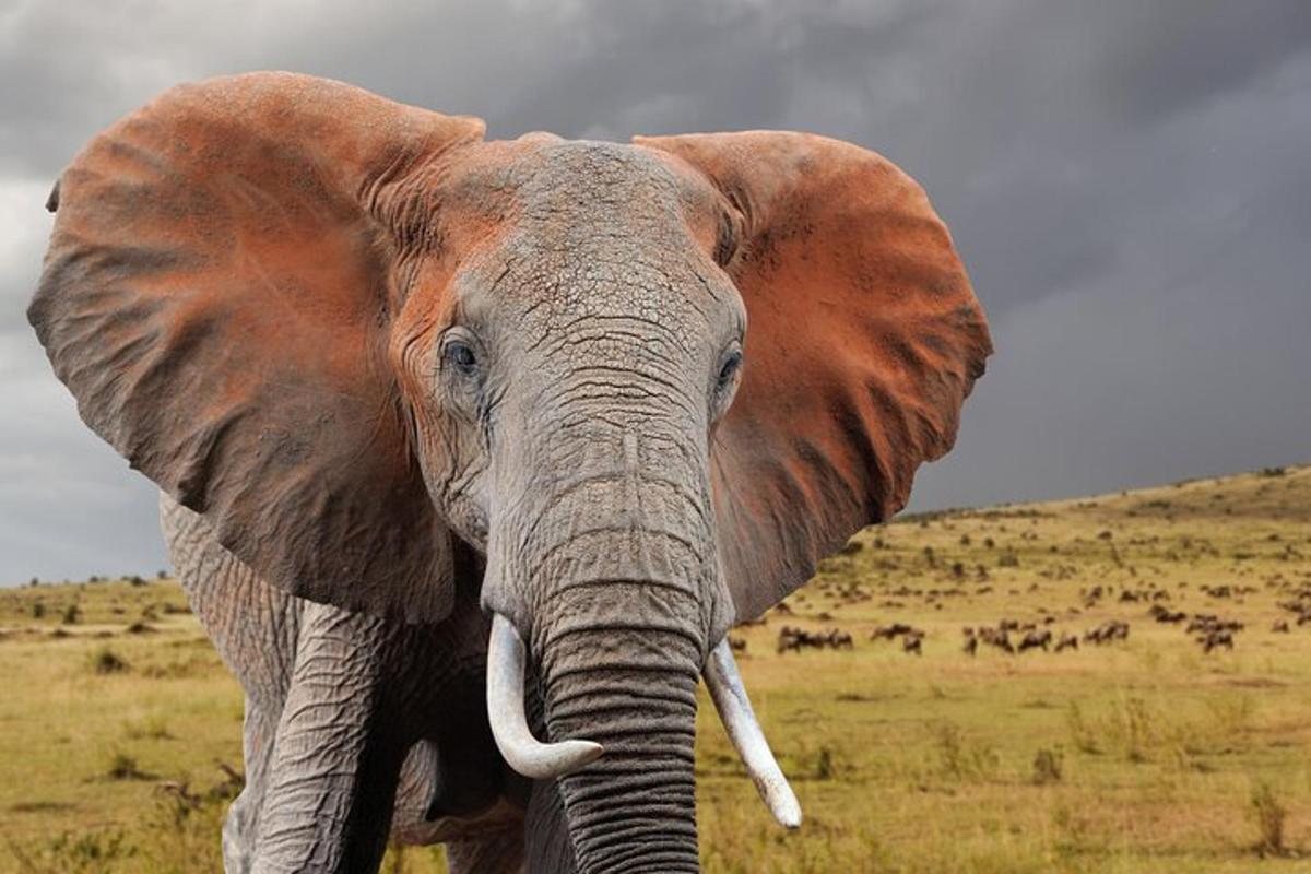 un elefante con grandi orecchie in piedi in un campo