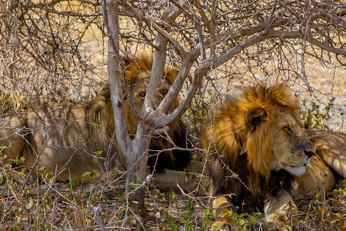 Un león tendido en la hierba junto a un árbol.